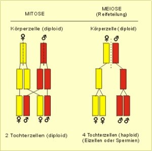  (links): "Gewöhnliche" Zellteilung (Mitose) - rechts) Entstehung der Geschlechtszellen (Meiose)
