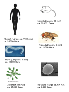 Anzahl der Gene bei verschiedenen Modellorganismen im Vergleich zum Menschen