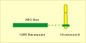 Lage des ABO-Gens auf dem Chromosom 9