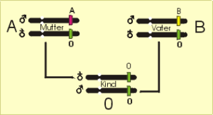 Beispiel eines Erbganges im AB0-System; A, B und 0 bezeichnen die allelen Merkmale auf dem Chromosom 9, die großen Buchstaben en jeweiligen Phänotyp (die Blutgruppe).