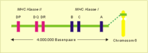 Lage des Haupthistokompatibilitätskomplexes (MHC) auf dem Chromosom 6 mit seinen Genorten A, B, C, DR, DQ und DP