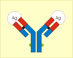 Antikörper-Modell