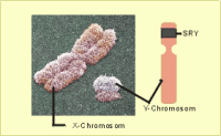 X-Chromosom (links) und Y-Chromosom (rechts) und die Lage des SRY-Gens auf dem Y-Chromosom