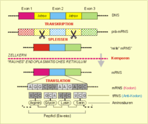Mit Hilfe des Enzyms Reverse Transskriptase können aus der intron-freien "reifen" mRNS sogenannte "Copy-DNS" (cDNS) Moleküle erzeugt werden, deren Analyse Informationen über die zu einem bestimmten Zeitpunkt und in einem bestimmten Zelltyp aktiven Gene vermittelt.
